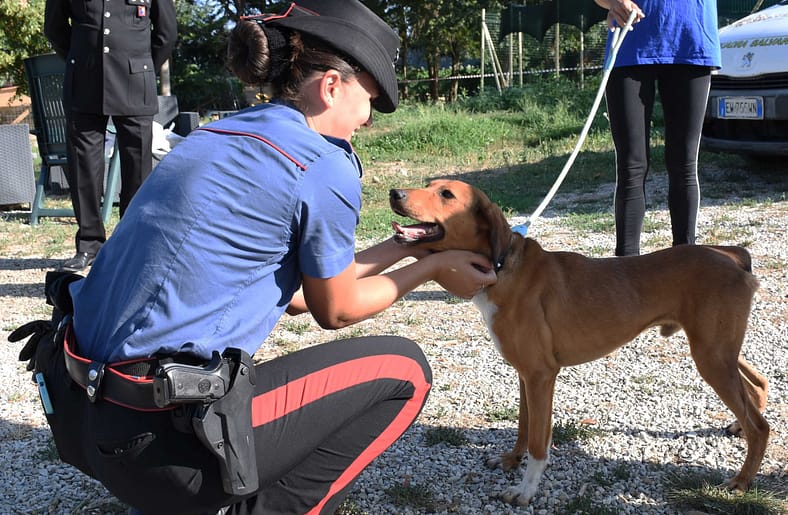 Città di Castello, i Carabinieri in visita al canile per Ferragosto: “Non abbandonare, adottare”